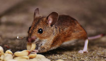 24 Hour & Emergency Exterminators in Seal Cove, ME